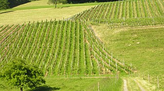 Hautain de vignes dans le canton de Zurich