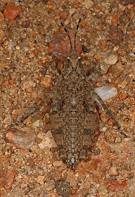 Chrotogonus hemipterus