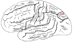 Gray726 parieto-occipital sulcus.png