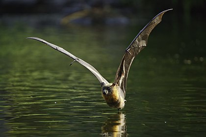 Raposa-voadora-de-cabeça-cinza (Pteropus poliocephalus) em voo rasante sobre uma lagoa no jardim botânico da cidade de Brisbane, Austrália (definição 9 076 × 6 028)