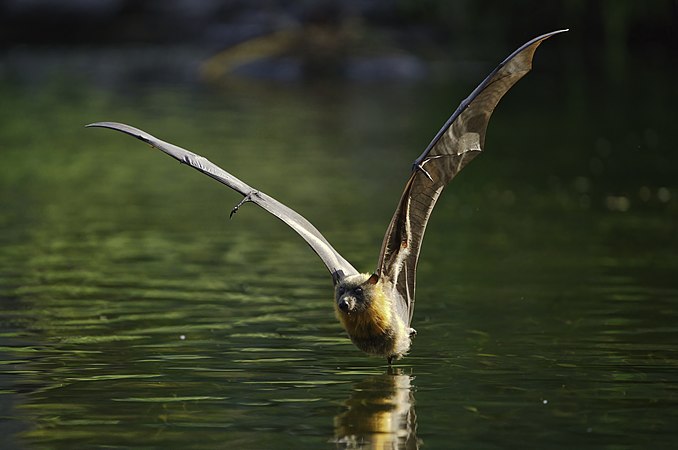 一只灰头狐蝠掠过布里斯班城市植物园的湖面