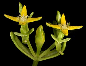 Gunniopsis intermedia