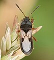 Blissus leucopterus, Georgie (États-Unis).