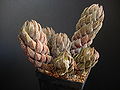 Haworthia coarctata