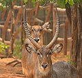 Couple d'antilopes singsing (cobe à croissant)