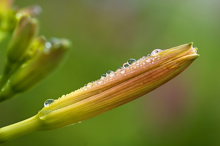 Цветочный бутон красоднева (Hemerocallis).