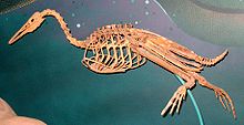 H. regalis skeleton in swimming pose; note feet pointing sideways Hesperornis regalis.jpg