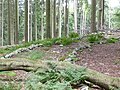 Angedeuteter Verlauf der Trockenmauer