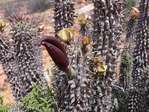 Hoodia gordonii Frucht P1010402