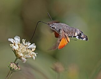 Mariposa-esfinge-colibri (Macroglossum stellatarum) alimentando-se nas montanhas Rila, na Bulgária. Tem uma envergadura de cerca de 50-58 mm. As asas batem tão rápido que produzem um zumbido audível. É uma espécie de mariposa encontrada em regiões temperadas da Eurásia. A espécie é nomeada por sua semelhança com os beija-flores, pois se alimentam do néctar de flores em forma de tubo usando sua longa probóscide enquanto pairam no ar; esta semelhança é um exemplo de convergência evolutiva. (definição 3 042 × 2 372)