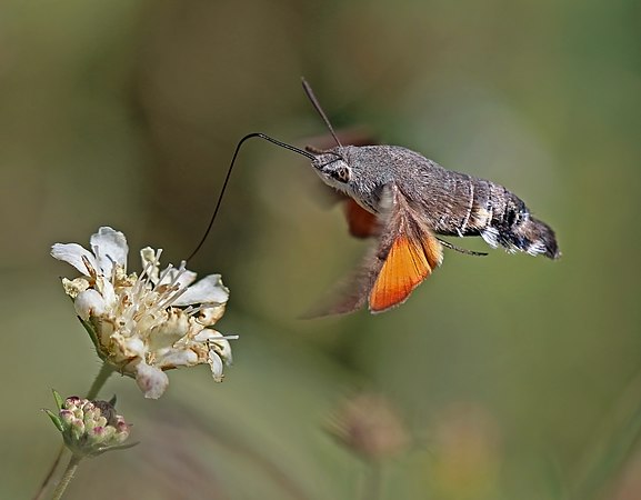 图为吸食中的小豆长喙天蛾（Macroglossum stellatarum），摄于保加利亚的里拉山脉之中。其翼展为50至58毫米，振翅速度高得能产生听得见的嗡嗡声。