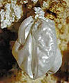Hydromagnesite balloon in Jewel Cave