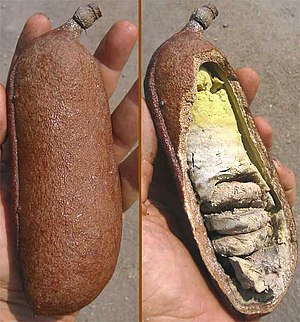 Bean pod of Bacú or Guapinol (Hymenaea courbaril)
