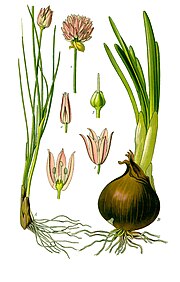 Иллюстрация Allium schoenoprasum и Allium cepa0 clean.jpg