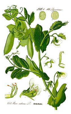 Горох посевной. Ботаническая иллюстрация из книги О. В. Томе Flora von Deutschland, Österreich und der Schweiz, 1885