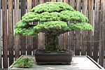 Jaapani mänd bonsaina