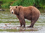 Камчатский бурый медведь в районе Двухюрточного на 2015-07-23.jpg