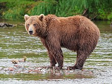 Kamchatka brown bear at Kamchatka Peninsula Kamchatka Brown Bear near Dvuhyurtochnoe on 2015-07-23.jpg