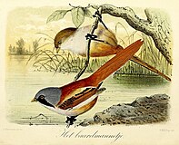 Het baardmannetje (1869), John Gerrard Keulemans