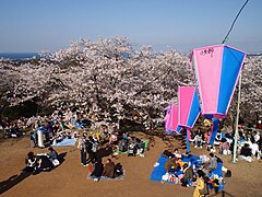 春の衣笠山公園