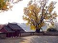 Goheung Hyanggyo outer courtyard showing one of two ginkgo trees in the outer courtyard believed to be 780 years old, and the outer gate from the inside