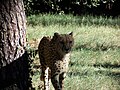 Guépard (Acinonyx jubatus)