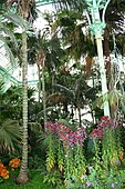 Interior of the Congo Greenhouse