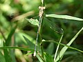 Lestes elatus at Kadavoor.jpg