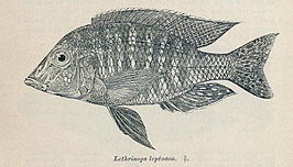 Lethrinops leptodon