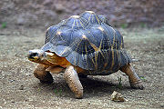 War im Artikel Carapax als Geochelone sp. angegeben, ich halte dieses Tier aber für eine Strahlenschildkröte.