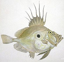 The khalkeus (John Dory) was one of the many fish named by Aristotle. MacGillivray, William John Dory crop.jpg