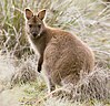 Un Wallaby à cou rouge également appelé Wallaby de Bennett.