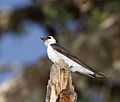 Male Violet green Swallow (Tachycineta thalassina).jpg