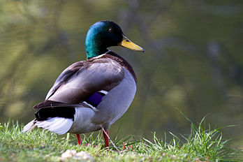 Un canard colvert (Anas platyrhynchos) au jardin de Compans-Caffarelli à Toulouse. (définition réelle 3 730 × 2 486)