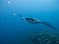 Raie manta (Manta birostris, Rajiformes, Myliobatidae), Thaïlande