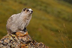 Marmota caligata (EH). 
 jpg