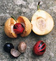 Vruchten (rijp en onrijp) en zaden van de muskaatboom. Het rijpe zaad bestaat uit (van binnen naar buiten) het bruine kiemwit (de muskaatnoot), een zwarte zaadhuid (de dop), en een rode zaadrok (in gedroogde vorm de specerij foelie).