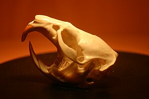 A muskrat skull from the Virginia Aquarium & M...
