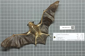 보존된 브라질갈색박쥐 표본