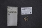 Miniatuur voor Acteocina harpa