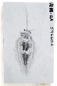 Nectocaris pteryx from the Burgess Shale; funnel is visible folded to left of specimen. Image from Smith (2013).[5]