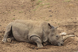 Nosorožcice Nola v ZOO San Diego