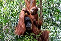 Image 58Sumatran orangutan mother and child in Mount Leuser National Park, North Sumatra (from Tourism in Indonesia)