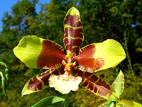 Rossioglossum grande