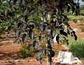 Oroxylum indicum leaves in Rangareddy district of Andhra Pradesh, India