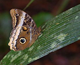 Leimupöllökäs (Caligo atreus)