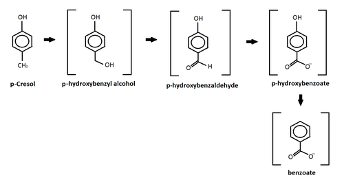 Разложение п-крезола до бензоата.png