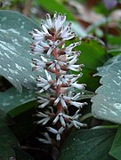 Pachysandra procumbens