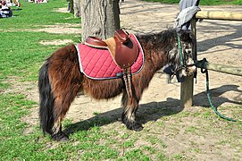 Tapis de selle rose saumon sur un poney à Versailles.