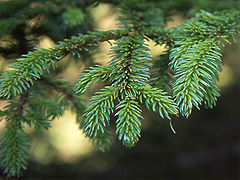 Picea glehnii